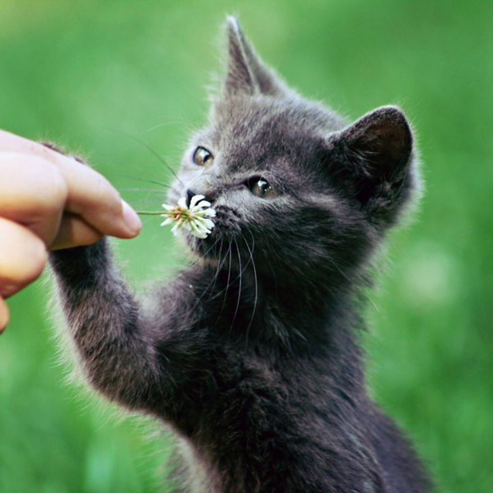 Top 5 Reasons To Love Cats