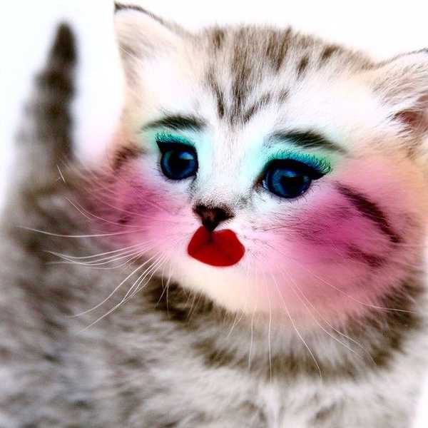 Animals Don't Wear Lipstick