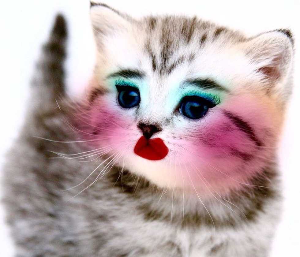 Animals Don't Wear Lipstick