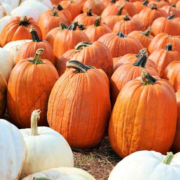 The Best Places To Experience Fall In The Ocean State