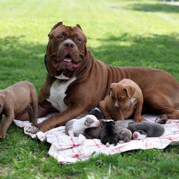 The Doom That Will Meet All Montreal Pit Bulls In One Short Week