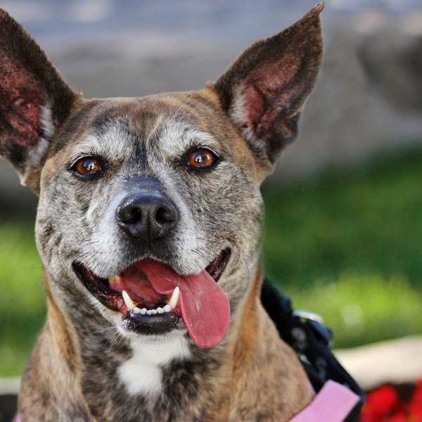 Pit Bulls: How Can We Defeat The 'Vicious' Stigma?