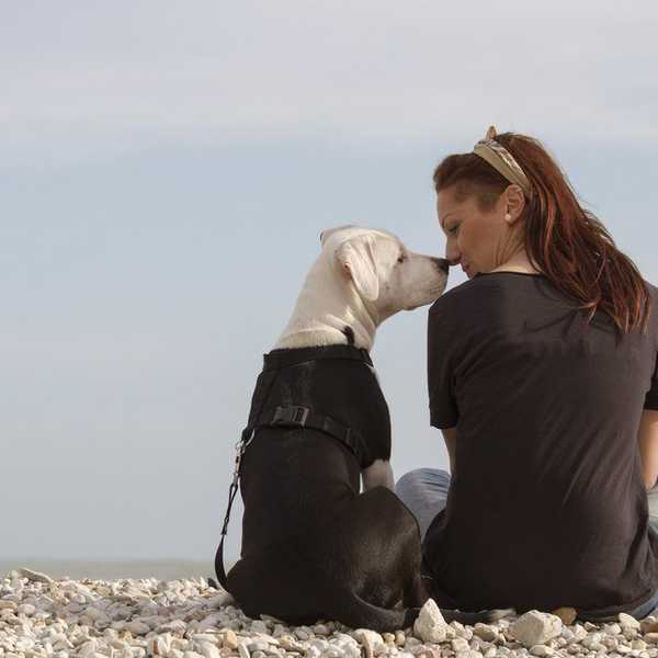 5 Facts About Service Dogs You Want To Know