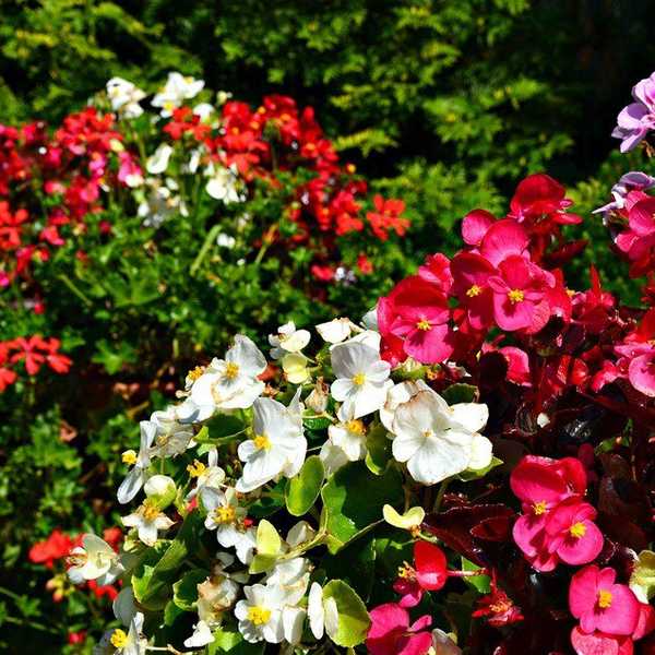 Mabel, The Gardener