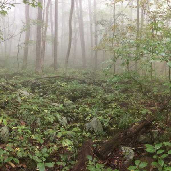 The Satisfaction Of Not Having Service