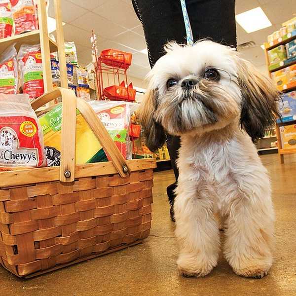 Pros and Cons of Working at a Pet Store