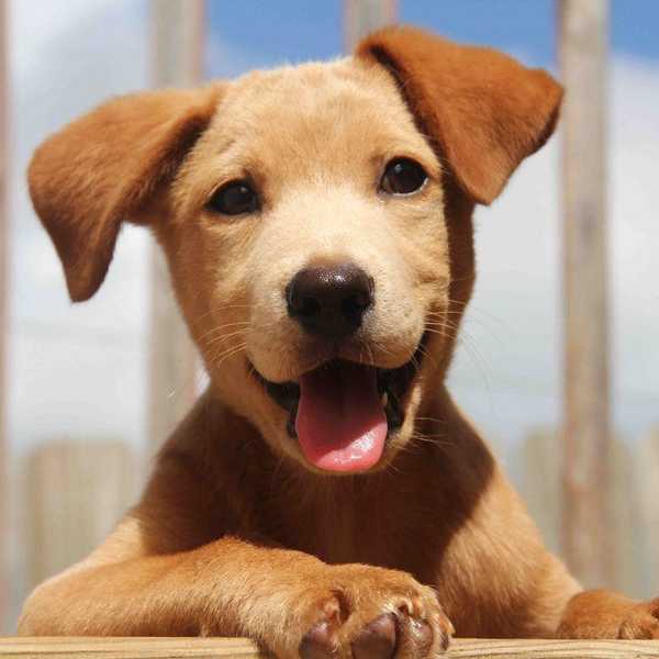What You'll Learn by Owning a Puppy