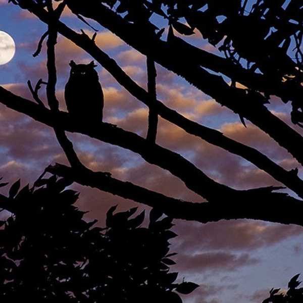 Night Owls, Go Get That Worm