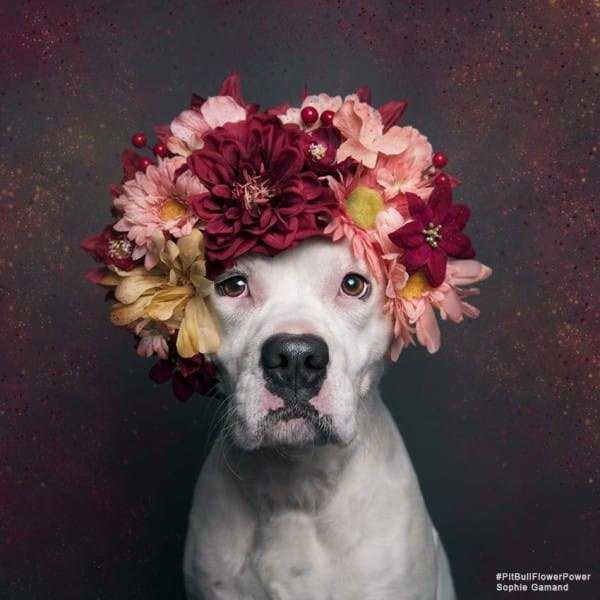 The Montreal Pit Bull Ban
