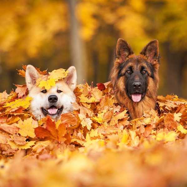 10 Reasons Why Autumn Is The Best Season