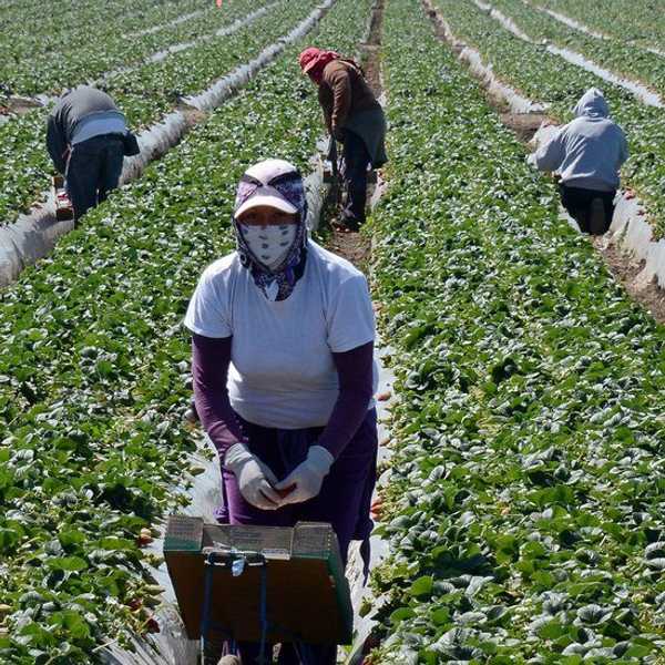 From The Fields Of California, To Finance In New York