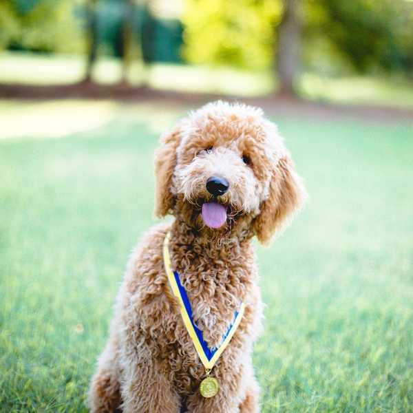 12 Reasons Everyone Should Own A Dog In College