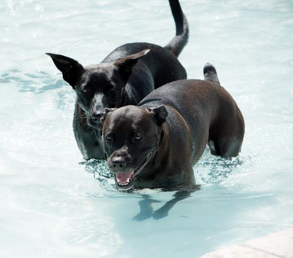 8 Lessons That Dogs Teach Us