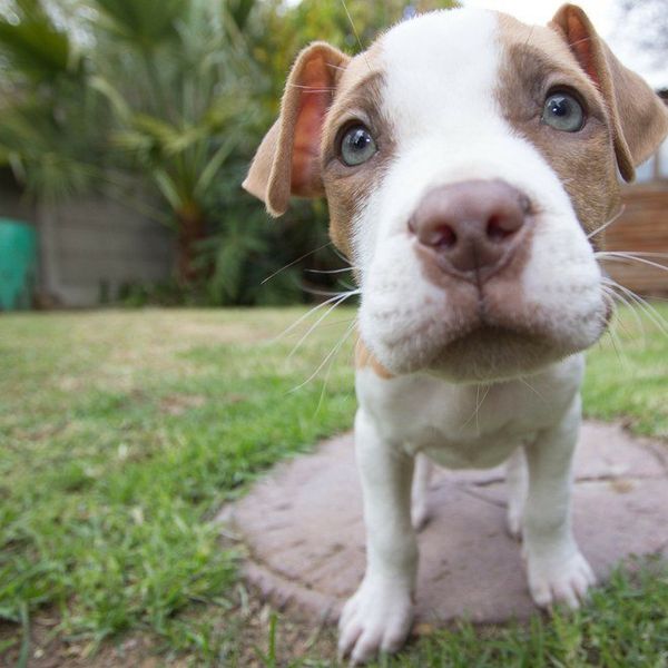 8 Pit Bulls Who Are Definitely Dangerous