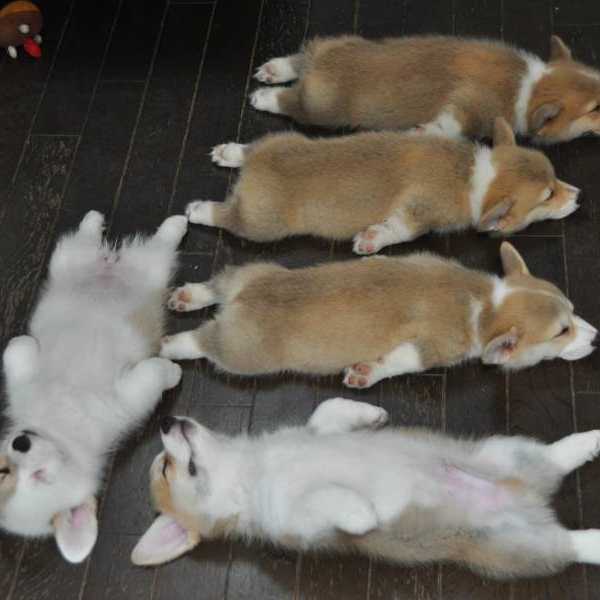 10 Cute Corgis To Brighten Up Your Day