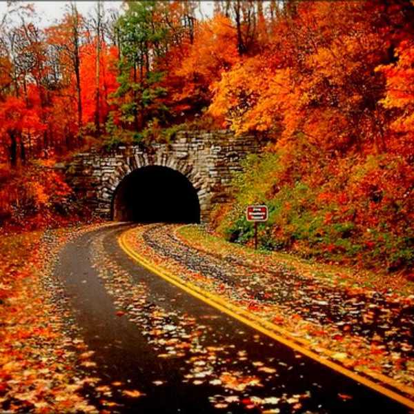 Fall Favorites
