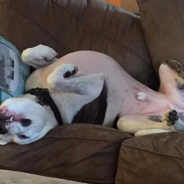 Montreal joins pro-pitbull-ban.