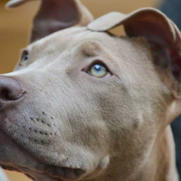 Montreal Signs Death Warrant for Thousands of Dogs