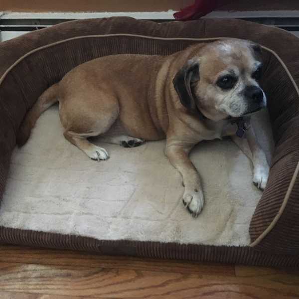 10 Things Every Pet Parent Has Said