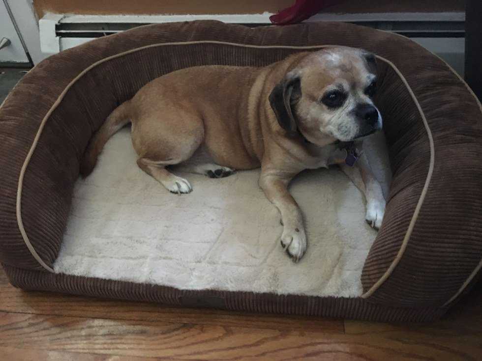 10 Things Every Pet Parent Has Said