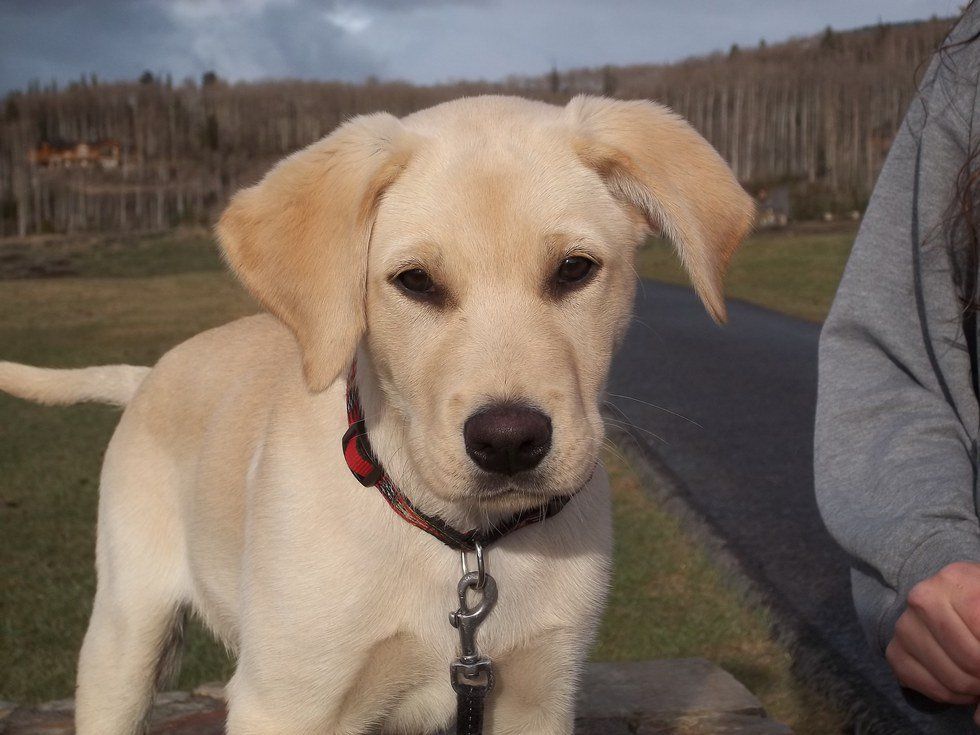 5 Things Your Dog Would Say if They Could Talk