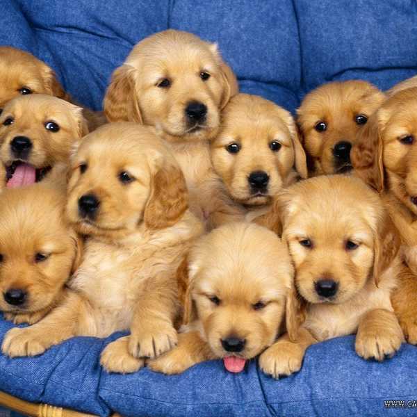 College Students: Animals For Mental Health