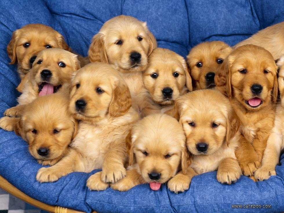 College Students: Animals For Mental Health
