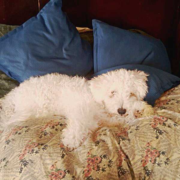 12 Signs You Miss Your Dog A Little Too Much While Away In College