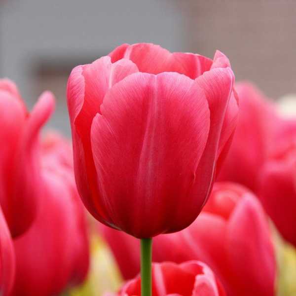 Life Is A Tulip