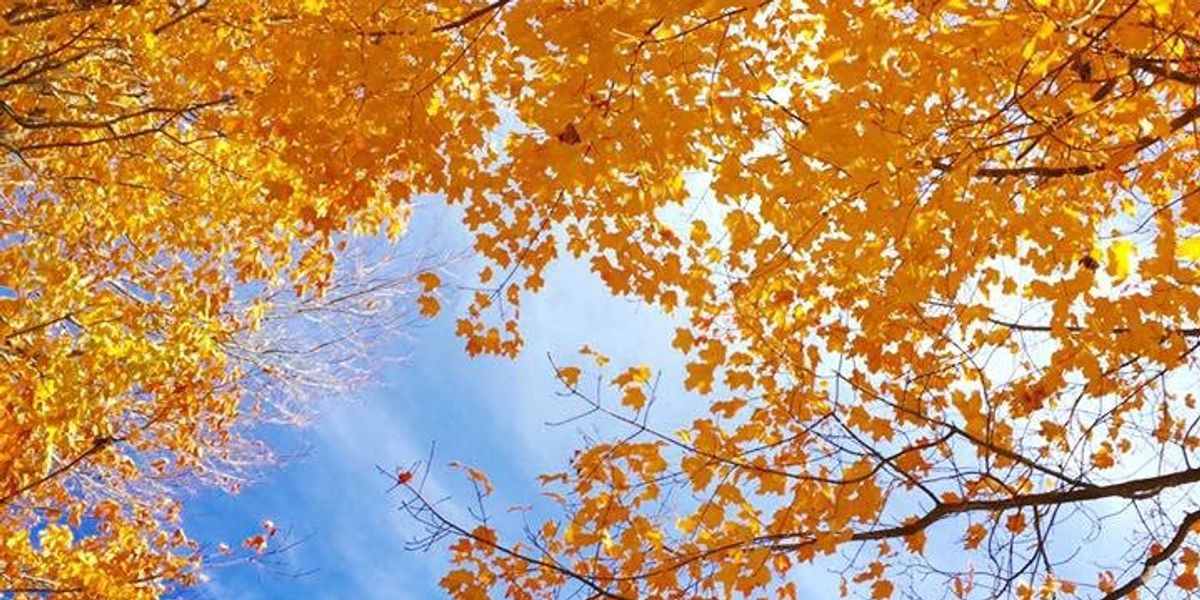 Introduce Fall The Basics of Fall | The Odyssey Online