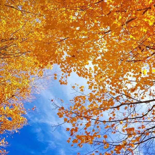 The Basics of Fall