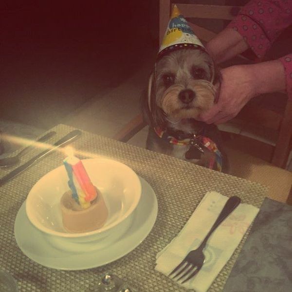 7 Things I Wish My Dog Understood