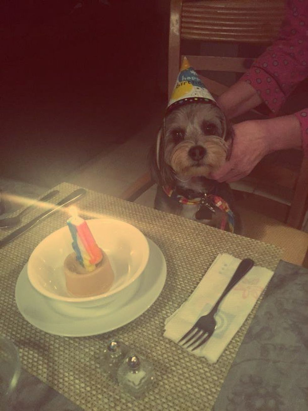 7 Things I Wish My Dog Understood