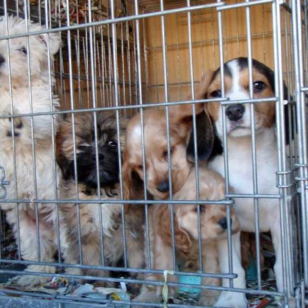Adopt, Don't Shop