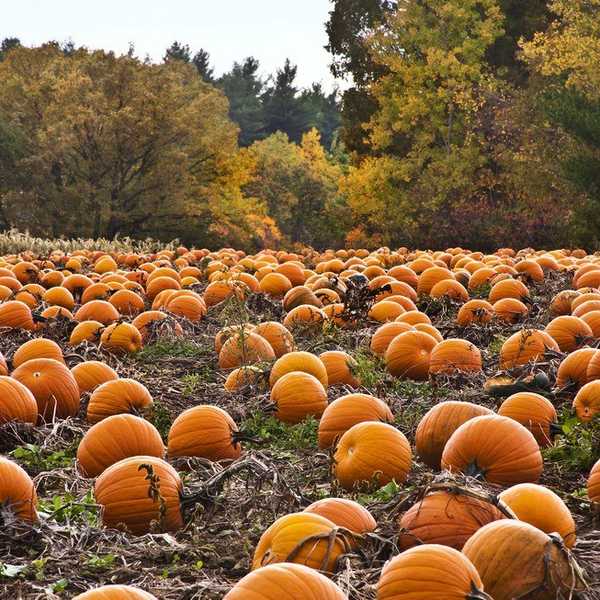 5 Ways To (Pumpkin) Spice Up This Fall