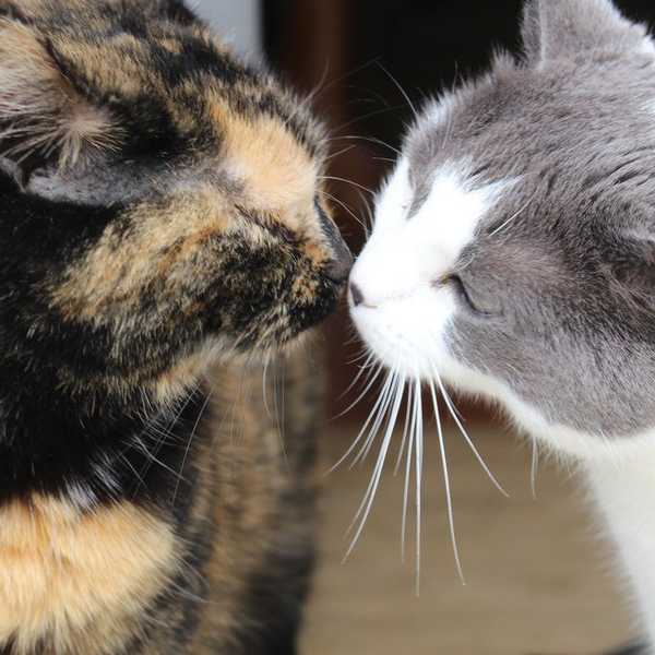 Adopting Your Pet From a Shelter