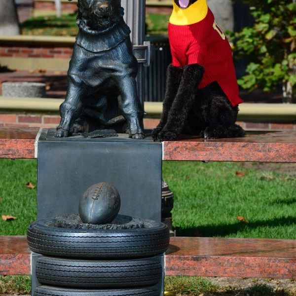Attention: USC Now Has A Professor Who Is Also A Dog