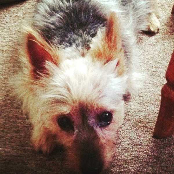 A Thank You To My Childhood Dog