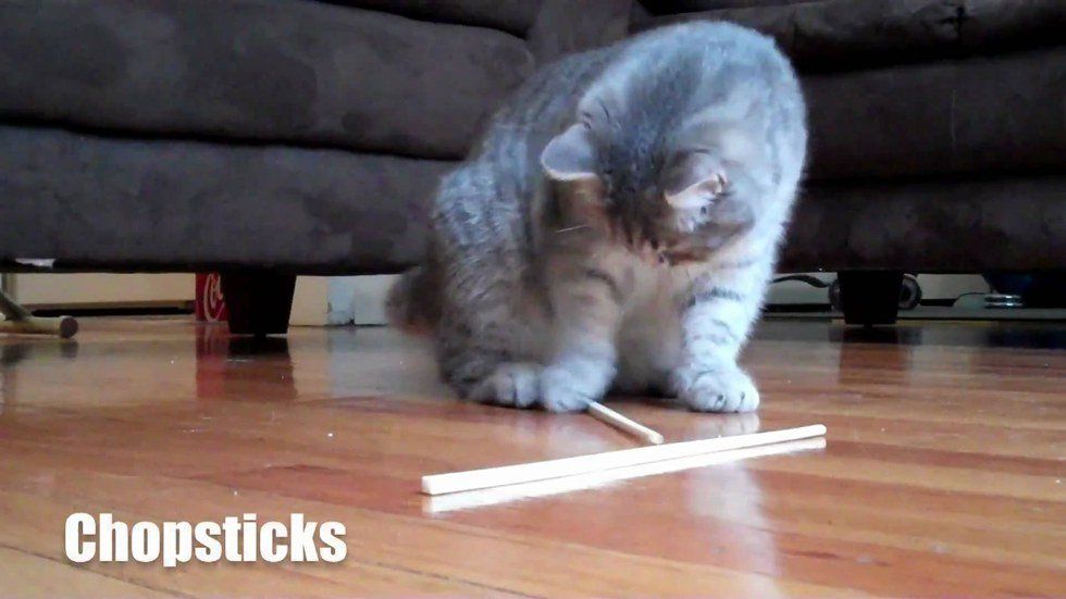 How To Entertain Your Furry Feline