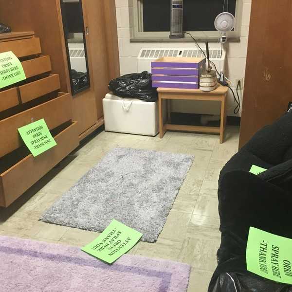 The Carpet Beetles Must Die