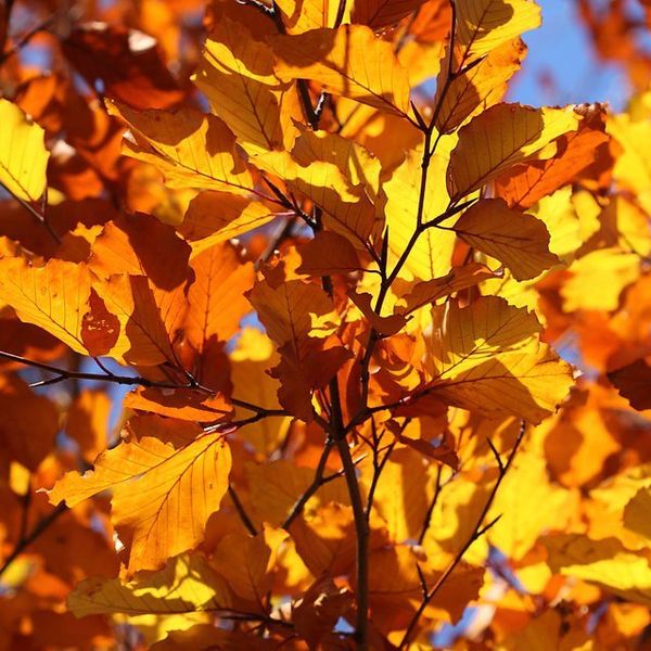 Top 5 Reasons to be Excited for Fall