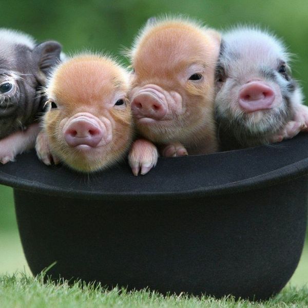 18 Pig GIFs To Brighten Your Day