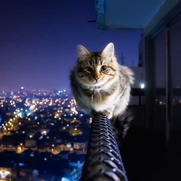5 Reasons Everyone Should Purr-ticipate In Caturday