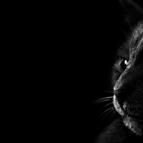My Cat Bullies Me