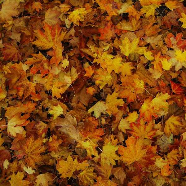 7 Reasons I Am So Ready For Fall