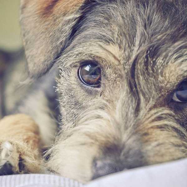 The Best Dog Breeds