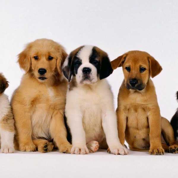 5 Words That Describe My Love For Dogs