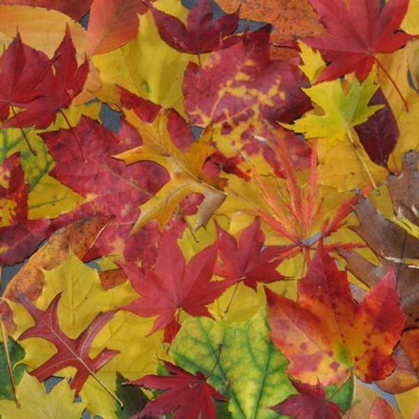 Falling Into a New Season