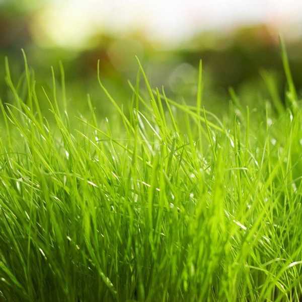 The Grass isn't Greener on the Other Side.