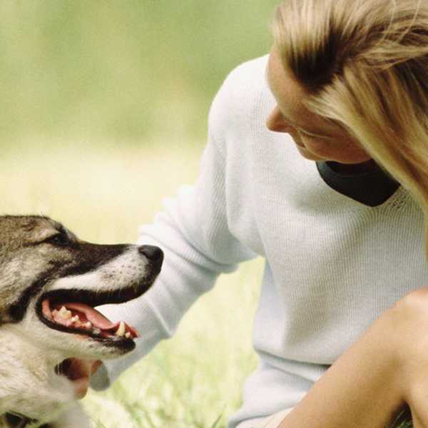 So You Don't Like My Dog